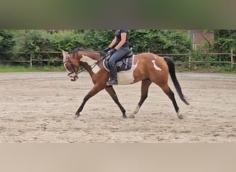 Altri pony/cavalli di piccola taglia, Castrone, 4 Anni, 152 cm, Pezzato