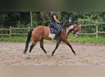 Altri pony/cavalli di piccola taglia, Castrone, 4 Anni, 152 cm, Pezzato