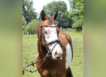 Altri pony/cavalli di piccola taglia, Castrone, 4 Anni, 152 cm, Pezzato