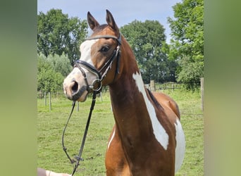 Altri pony/cavalli di piccola taglia, Castrone, 4 Anni, 152 cm, Pezzato