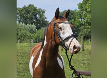 Altri pony/cavalli di piccola taglia, Castrone, 4 Anni, 152 cm, Pezzato