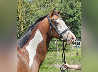 Altri pony/cavalli di piccola taglia, Castrone, 4 Anni, 152 cm, Pezzato