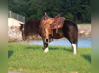 Altri pony/cavalli di piccola taglia, Castrone, 4 Anni, 94 cm, Pezzato