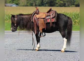 Altri pony/cavalli di piccola taglia, Castrone, 4 Anni, 94 cm, Pezzato