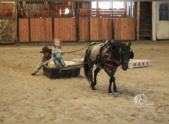 Altri pony/cavalli di piccola taglia, Castrone, 4 Anni, 97 cm, Roano blu