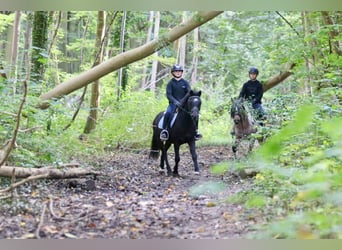 Altri pony/cavalli di piccola taglia, Castrone, 5 Anni, 125 cm, Morello