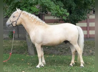 Altri pony/cavalli di piccola taglia, Castrone, 5 Anni, 125 cm, Palomino