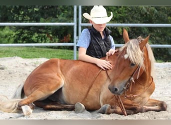 Altri pony/cavalli di piccola taglia, Castrone, 5 Anni, 130 cm, Sauro ciliegia