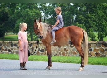 Altri pony/cavalli di piccola taglia, Castrone, 5 Anni, 130 cm, Sauro ciliegia