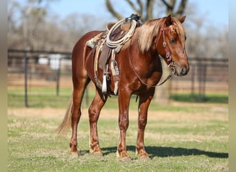 Altri pony/cavalli di piccola taglia, Castrone, 5 Anni, 137 cm, Sauro ciliegia