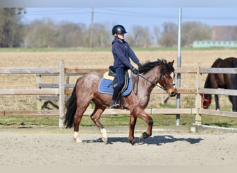 Altri pony/cavalli di piccola taglia, Castrone, 5 Anni, 139 cm, Roano rosso