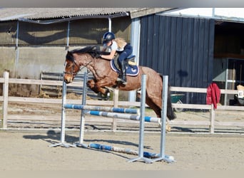 Altri pony/cavalli di piccola taglia, Castrone, 5 Anni, 139 cm, Roano rosso