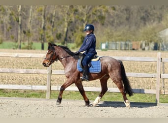 Altri pony/cavalli di piccola taglia, Castrone, 5 Anni, 139 cm, Roano rosso