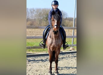 Altri pony/cavalli di piccola taglia, Castrone, 5 Anni, 139 cm, Roano rosso