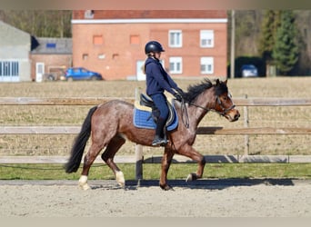 Altri pony/cavalli di piccola taglia, Castrone, 5 Anni, 139 cm, Roano rosso