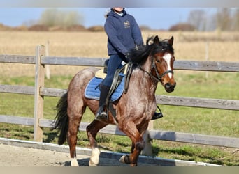 Altri pony/cavalli di piccola taglia, Castrone, 5 Anni, 139 cm, Roano rosso