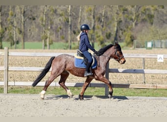 Altri pony/cavalli di piccola taglia, Castrone, 5 Anni, 139 cm, Roano rosso