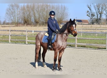 Altri pony/cavalli di piccola taglia, Castrone, 5 Anni, 139 cm, Roano rosso