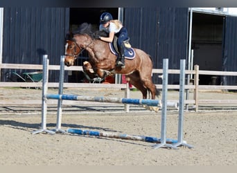 Altri pony/cavalli di piccola taglia, Castrone, 5 Anni, 139 cm, Roano rosso