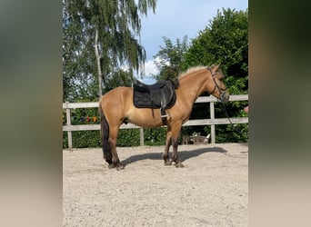 Altri pony/cavalli di piccola taglia, Castrone, 5 Anni, 142 cm, Falbo