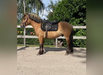 Altri pony/cavalli di piccola taglia, Castrone, 5 Anni, 142 cm, Falbo