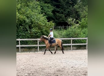 Altri pony/cavalli di piccola taglia, Castrone, 5 Anni, 142 cm, Falbo