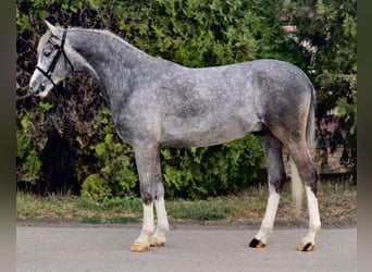 Altri pony/cavalli di piccola taglia, Castrone, 5 Anni, 143 cm, Grigio