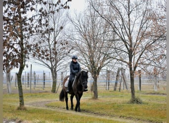 Altri pony/cavalli di piccola taglia, Castrone, 5 Anni, 145 cm, Falbo