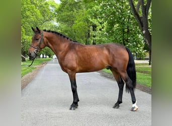 Altri pony/cavalli di piccola taglia, Castrone, 5 Anni, 146 cm, Baio
