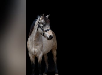 Altri pony/cavalli di piccola taglia, Castrone, 5 Anni, 146 cm, Falbo