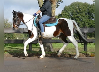 Altri pony/cavalli di piccola taglia, Castrone, 5 Anni, 147 cm, Pezzato