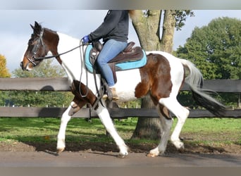 Altri pony/cavalli di piccola taglia, Castrone, 5 Anni, 147 cm, Pezzato