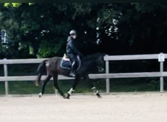 Altri pony/cavalli di piccola taglia, Castrone, 5 Anni, 147 cm, Roano blu