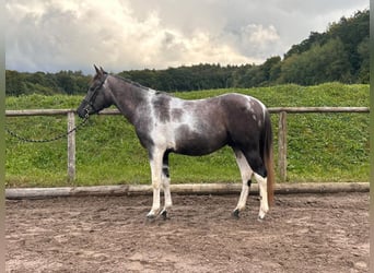 Altri pony/cavalli di piccola taglia, Castrone, 5 Anni, 148 cm, Pezzato