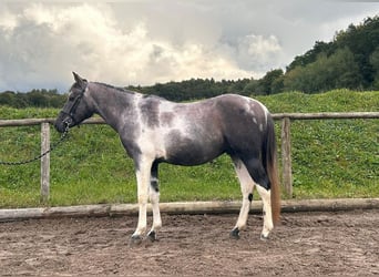 Altri pony/cavalli di piccola taglia, Castrone, 5 Anni, 148 cm, Pezzato