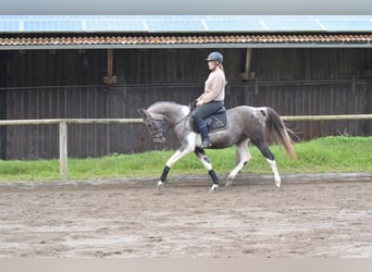 Altri pony/cavalli di piccola taglia, Castrone, 5 Anni, 148 cm, Pezzato