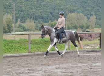 Altri pony/cavalli di piccola taglia, Castrone, 5 Anni, 148 cm, Pezzato