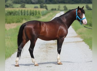 Altri pony/cavalli di piccola taglia, Castrone, 5 Anni, 150 cm, Baio scuro