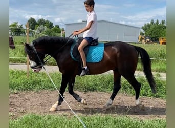 Altri pony/cavalli di piccola taglia, Castrone, 5 Anni, 150 cm, Baio scuro