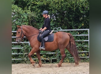 Altri pony/cavalli di piccola taglia, Castrone, 5 Anni, 150 cm, Sauro