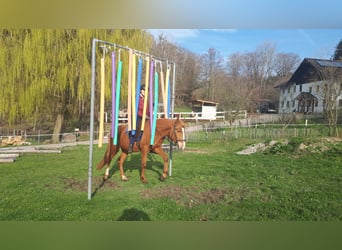 Altri pony/cavalli di piccola taglia, Castrone, 5 Anni, 150 cm, Sauro