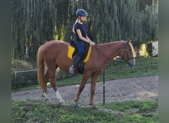 Altri pony/cavalli di piccola taglia, Castrone, 5 Anni, 152 cm, Sauro