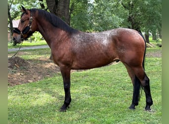 Altri pony/cavalli di piccola taglia, Castrone, 5 Anni, 165 cm, Baio