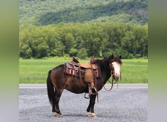 Altri pony/cavalli di piccola taglia, Castrone, 5 Anni, 86 cm, Baio ciliegia