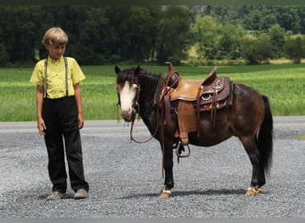 Altri pony/cavalli di piccola taglia, Castrone, 5 Anni, 86 cm, Baio ciliegia