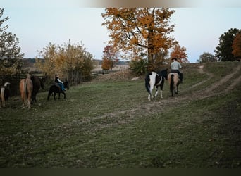 Altri pony/cavalli di piccola taglia, Castrone, 5 Anni, 89 cm, Baio ciliegia