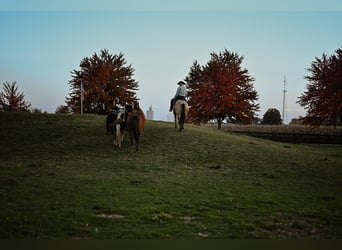 Altri pony/cavalli di piccola taglia, Castrone, 5 Anni, 89 cm, Baio ciliegia