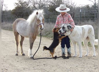 Altri pony/cavalli di piccola taglia, Castrone, 5 Anni, 91 cm, Palomino