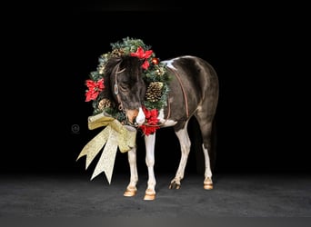 Altri pony/cavalli di piccola taglia, Castrone, 5 Anni, 97 cm, Pezzato