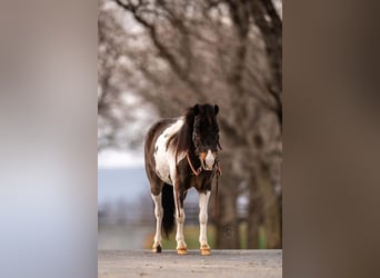 Altri pony/cavalli di piccola taglia, Castrone, 5 Anni, 97 cm, Pezzato